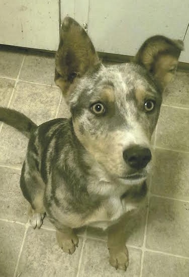 A merle Aussie Siberian is sitting down in a kitchen with cupboards behind him, it is looking up and its right ear is flopped over.