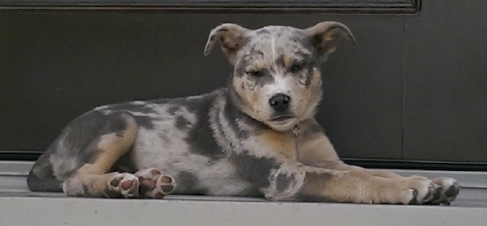 The right side of a merle Aussie Siberian puppy that is laying across a porch in front of a door.