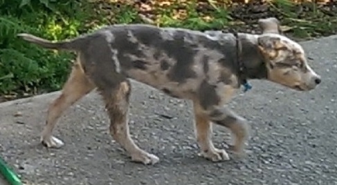The right side of a merle Aussie Siberian puppy that is walking across a sidewalk