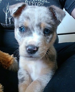 Close up - A merle Aussie Siberian puppy is laying in the lap of a person and it is looking forward.