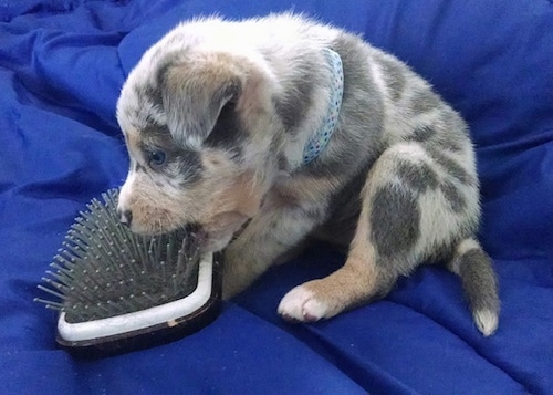 The front left side of a merle Aussie Siberian puppy that is laying on a blanket and it is biting a hair brush.