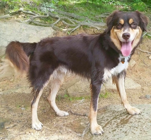 The right side of a chocolate with tan and white Aussie Siberian that is standing across a dirt road, it is looking forward and its mouth is open with its tongue out