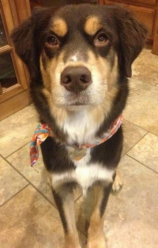 Close up - A chocolate with tan and white Aussie Siberian is sitting in a kitchen and it is looking forward.