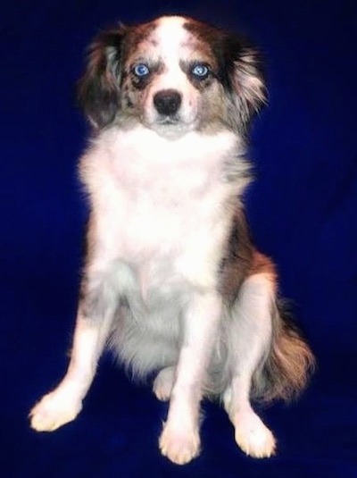 Austi-Pap Dog Breed Information and Pictures