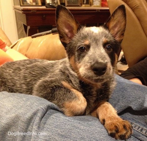 blue heeler australian cattle dog puppy