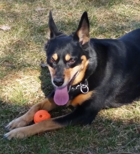 The front left side of an Australian Kelpie that is laying across grass, its mouth is open and its tongue is out. There is a ball in between its paws