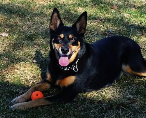 The front left side of a black with brown Australian Kelpie that has  its mouth open and tongue out, it is wearing a chain collar and there is a ball in between its paws.