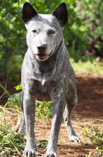 Stumpy Tail Cattle Dog Breed Information And Pictures