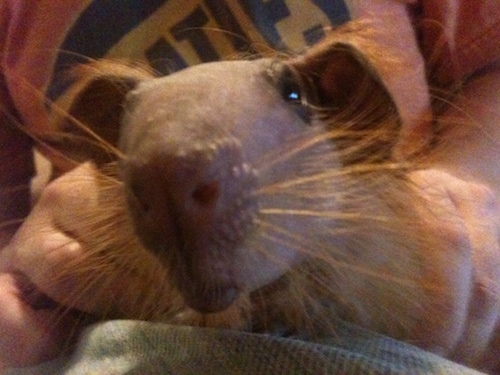 Close up - A Hairless Baldwin guinea pig that is laying in a persons lap.