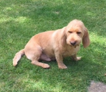 The right side of a tan Basset Fauve de Bretagne that is sitting in a yard and it is looking forward.