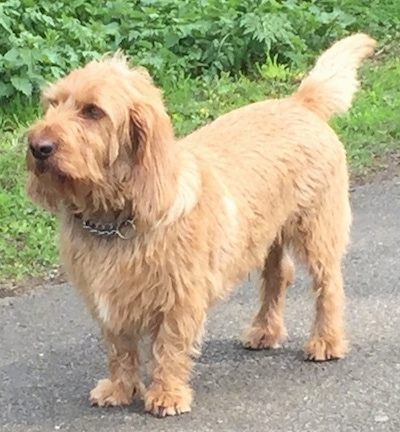 The front left side of a tan Basset Fauve de Bretagne that is standing across a blacktop driveway.