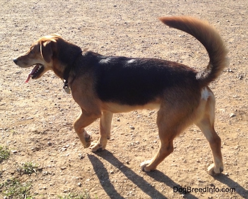 The left side of a black and brown Basset Shepherd that is walking across dirt with its tail held high