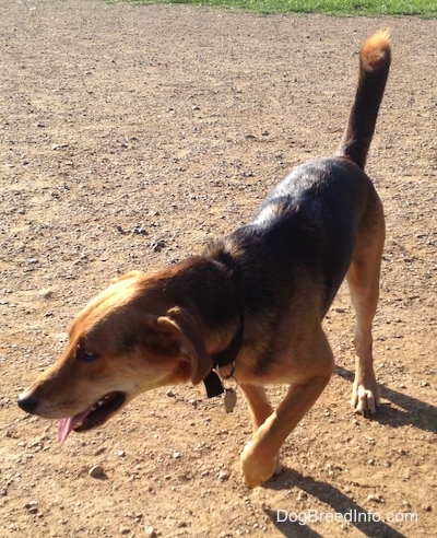 The front left side of a black and brown Basset Shepherd that is walking on dirt with its right paw in the air