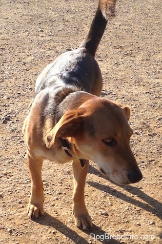 A black and brown Basset Shepherd is standing on dirt and it is looking to the right.