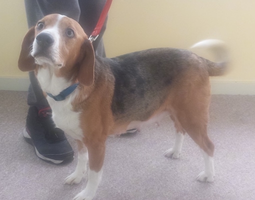 The left side of a tri-color Beaski that is standing on carpet in front of a person holding its leash. The Beaski has its head up in the air.