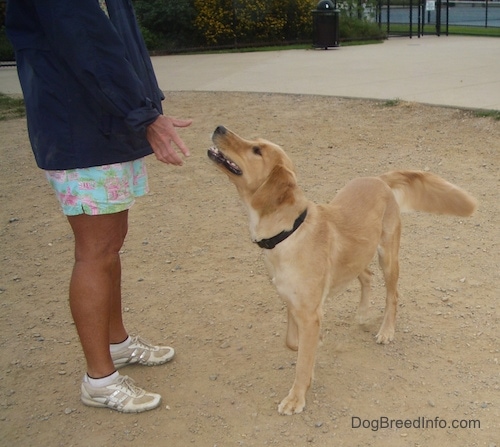 The front left side of a tan with white dog that is standing in dirt and it is looking up at the person in front of it. The person is putting their hand out. The dog is looking up and its mouth is slightly open.