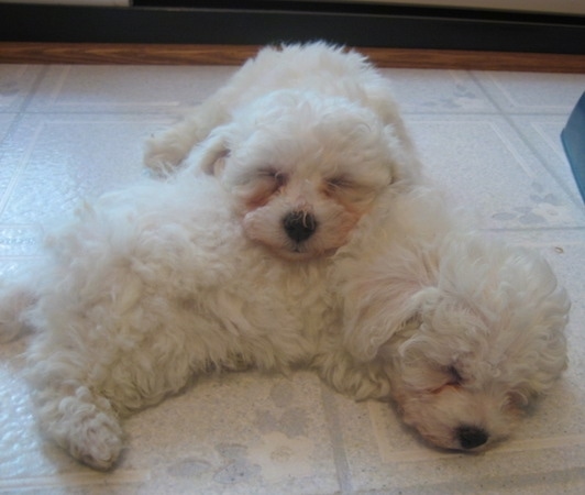 Zoey and Bonnie the white Bich-Poo puppies laying on each other on a white tiled floor