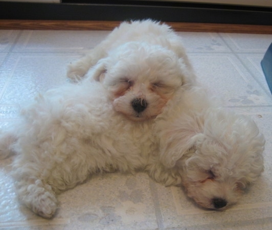 bichon frise poodle mix puppies