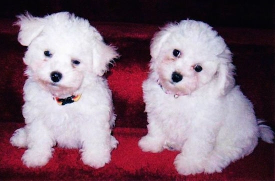 little white poodle