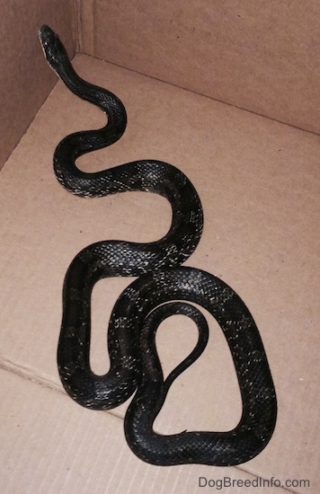 A very large black rat snake is attempting to climb up the back left of a cardboard box.