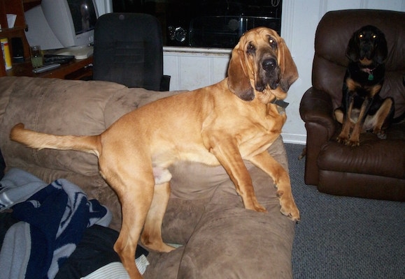Flash the Bloodhound leaning against the top of a couch with a dog in a recliner in the background