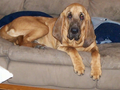 Flash the Bloodhound laying on the couch