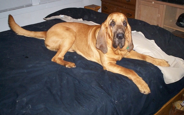 Flash the Bloodhound laying on a bed
