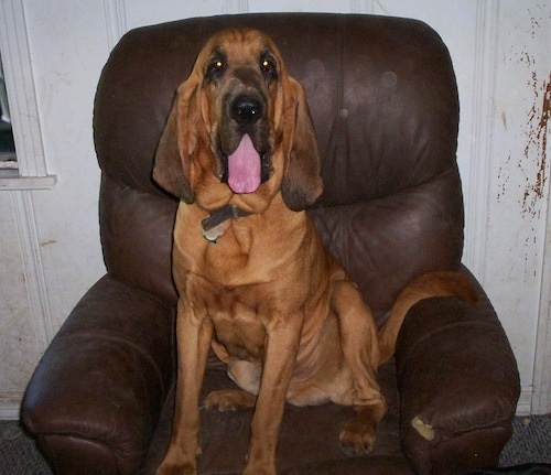 Flash the Bloodhound sitting in a brown leather recliner with its mouth open and tongue out