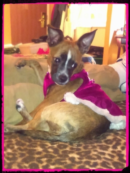 The back left side of a brown with white and black Boston Huahua that is wearing a velvet shirt, it is laying on a blanket and it is looking to the right.