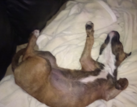 Topdown view of a brown with white and black Boston Huahua that is laying upside down on its back, on a bed.