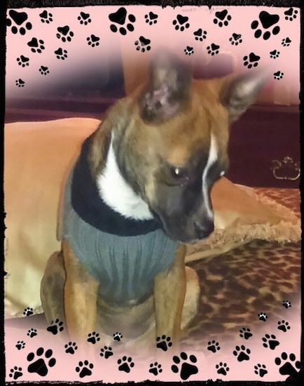 Close up - A brown with white and black Boston Huahua that is wearing a sweater, on a bed and it is looking down at the bed. Paw prints and a pink vignette are overlaid on the image.