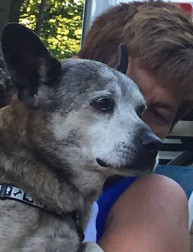 Close Up - The right side of a white and brown Bo-Dach that is in the arms of a person