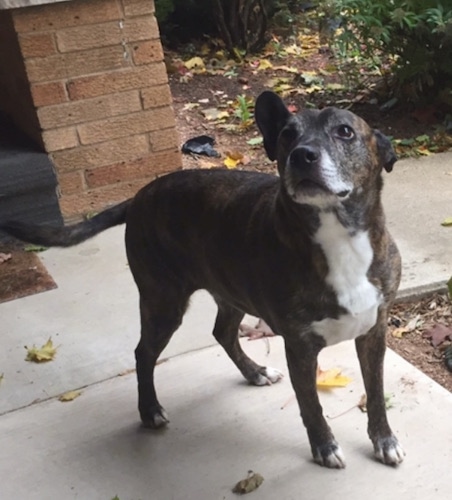 The right side of a brown brindle with white Bo-Dach that is standing across a walkway in front of a house and it is looking forward.