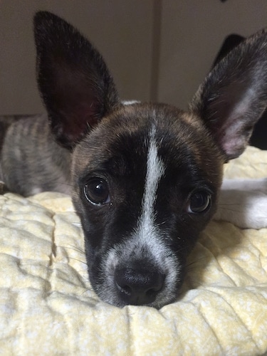 Close up - A brindle with white Boston Huahua puppy is laying down on a bed. Its ears are up and it is looking forward.