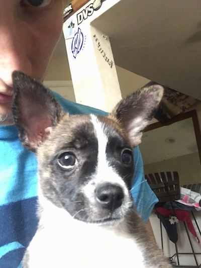 The right side of a brindle with white Boston Huahua puppy that is laying across a bed. Its eyes are squinted.