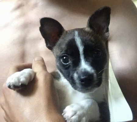 Close Up - A brindle with white Boston Huahua puppy is being held in that arms of a shirtless person.