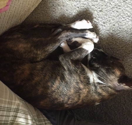 Close up - Topdown view of a brindle with white Boston Huahua puppy that is sleeping in a ball on a carpet.