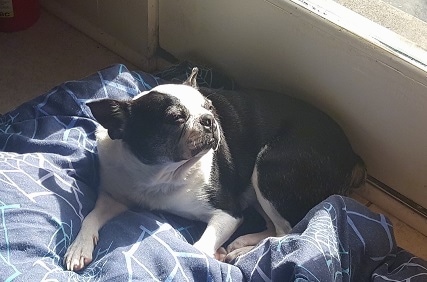 Kali the Boston Terrier laying on a blue blanket which is on the floor and looking out a window at the sunlight shining through it