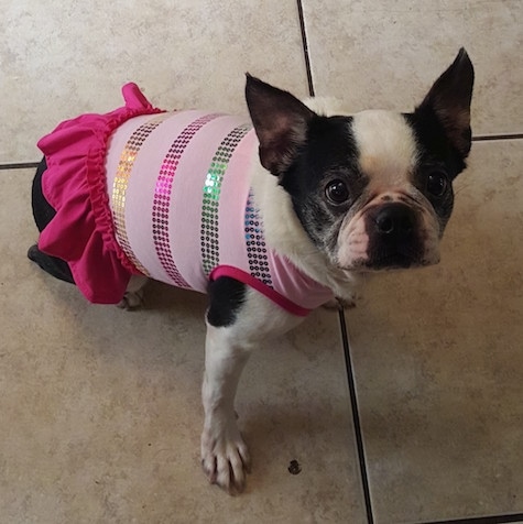 Kali the Boston Terrier wearing a pink dog skirt and sitting on a tiled floor