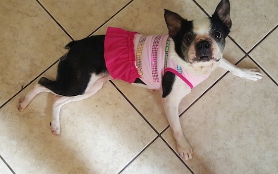 Kali the Boston Terrier wearing a pink dog skirt and laying on a tiled floor
