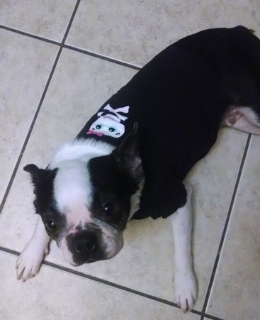 Kali the Boston Terrier wearing a shirt and laying on a tiled floor
