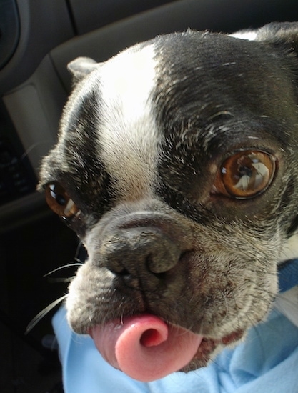 Close Up - A black and white Boston Terrier is tongue is curled up in its mouth like a cinnabon. It is sitting on a pillow in the passenger side of a vehicle