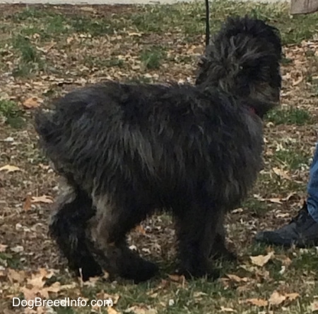 Molly the Bouvier des Flandres Puppy looking up at its owner while on a black leash