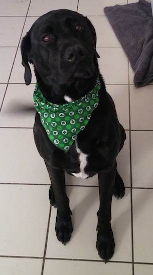 Dysen the Boxador wearing a green bandana and sitting on a tiled floor with a gray towel behind it