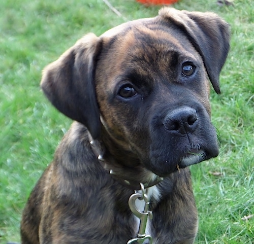 Close Up - Nible the Boxador sitting outside with its head tilted to the right with pieces of grass in its mouth