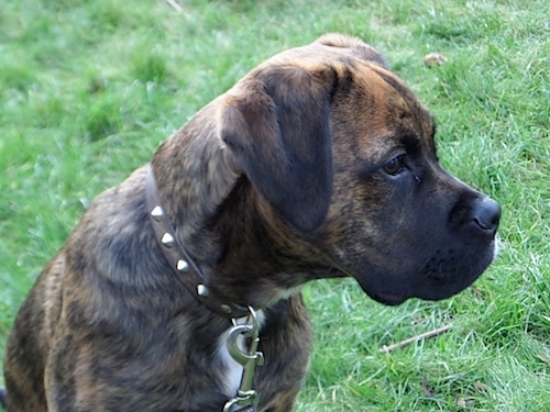 Close Up - Nible the Boxador sitting outside and looking to the right