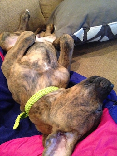 Close Up - A brown brindle Boxerman puppy is sleeping on its back, on a couch.