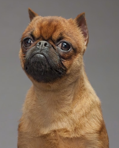 brussels griffon pug mix