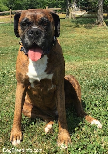 Bruno the Boxer sitting outside with his mouth open and his tongue out