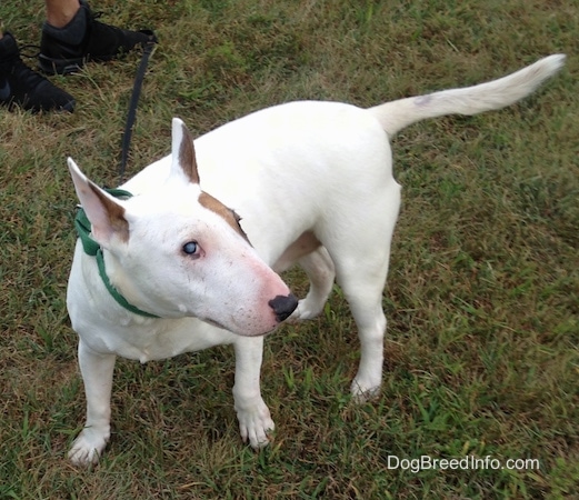 Herbert the Bull Terrier standing outside with its head turned towards the right and a person is in the background holding a black leash